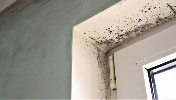 Mold Remediation for Rental Properties