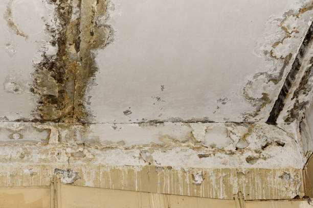 Best Mold Prevention Services  in South Point, OH