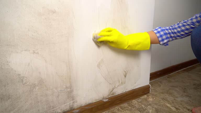 Professional Mold Removal in South Point, OH