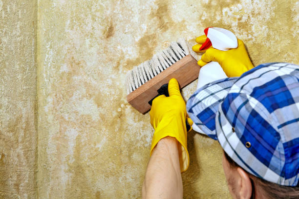 Forensic Mold Investigation in South Point, OH