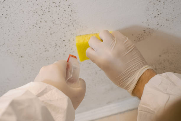 Best Comprehensive Air Testing for Mold Contaminants  in South Point, OH