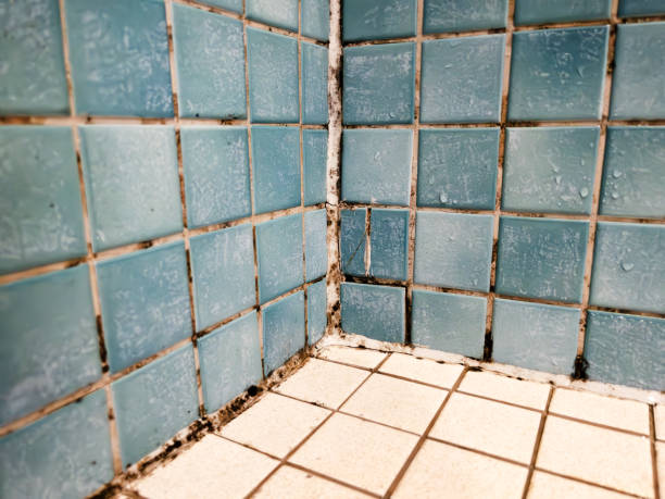 Best Attic Mold Removal  in South Point, OH